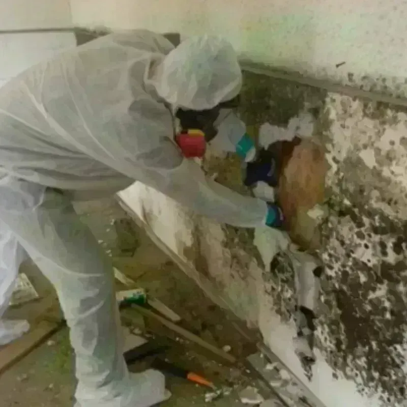 Mold Remediation and Removal in Guntown, MS